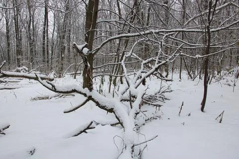 Fallen trees in a snowy winter forest lie under a layer of snow. Stock Photos