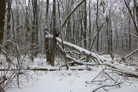 Fallen trees in a snowy winter forest lie under a layer of snow. Stock Photos