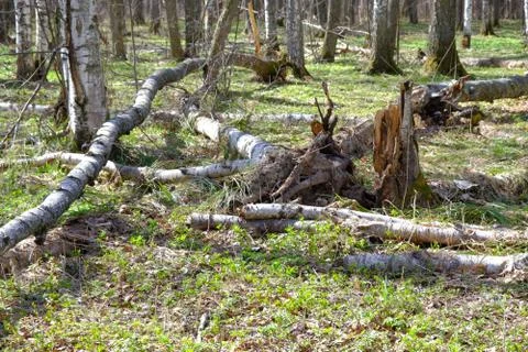 Fallen trees in the spring forest close-up. Photos