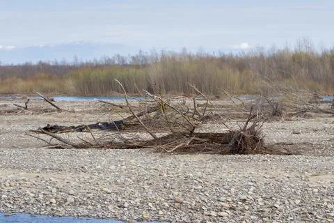 Fallen trees on the stone beach of a mountain river. Stock Photos