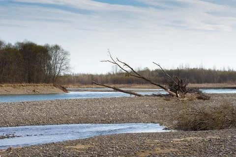 Fallen trees on the stone beach of a mountain river. Stock Photos