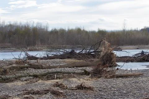 Fallen trees on the stone beach of a mountain river. Stock Photos