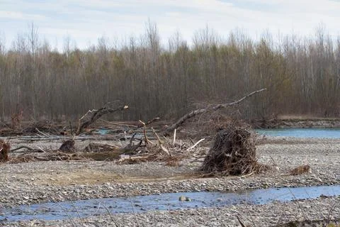 Fallen trees on the stone beach of a mountain river. Stock Photos