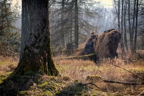 Fallen trees - Storm damage 库存照片