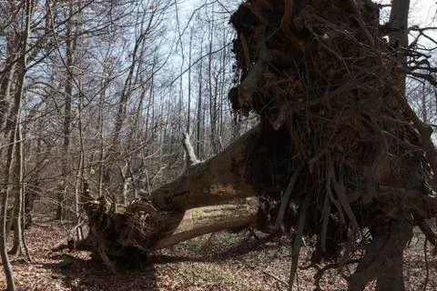 Fallen trees - Storm damage 库存照片