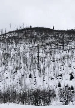 Fallen trees in Tatra Mountains Stock Photos