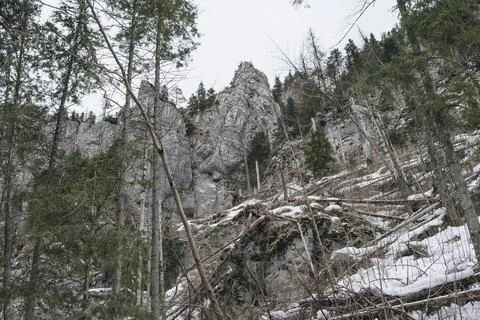 Fallen trees in Tatra Mountains Stock Photos