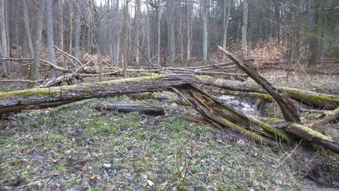 Fallen Trees Trunks in the Forest After Heavy Wind Storm Flycam Video stock 109362292