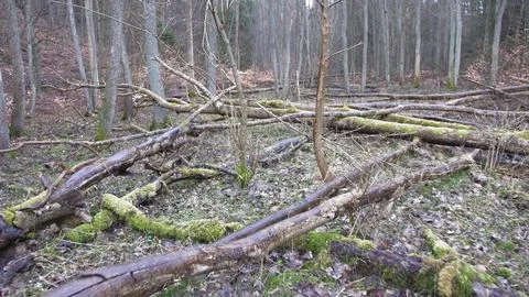 Fallen Trees Trunks in the Forest After Heavy Wind Storm Flycam Stock Photos