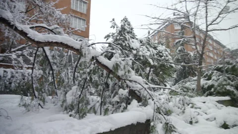 Fallen Trees under the weight of the snow in Madrid Stock Footage 146335299