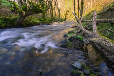 Fallen Trunk and Old Mossy Chestnut Tree on the Banks of a River Stock Photos