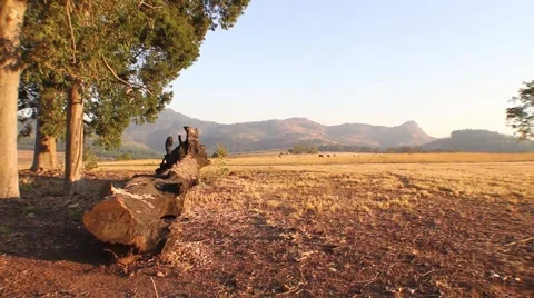 Fallen trunk in the field Stock Footage 51759205
