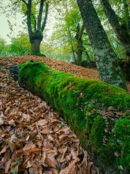 A fallen trunk in the middle of a forest Stock Photos