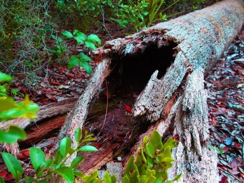 Fallen trunk with moss growing on it Stock Photos