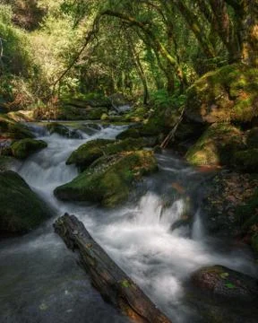 A fallen trunk on a mountain stream Stock Photos