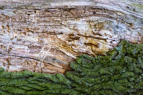 A fallen trunk of an old tree, in a park Fotos Stock