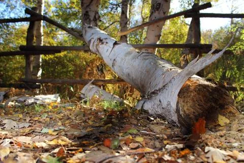 Fallen trunk Stock-Fotos