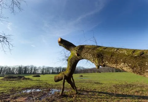 Fallen trunk Stock Photos