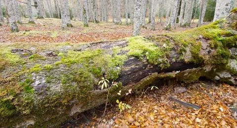 Fallen trunk Stock Photos