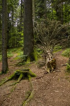 A fallen trunk of spruse tree and a large spruce stump in the forest Stock Photos