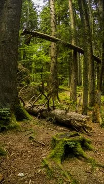 A fallen trunk of spruse tree and a large spruce stump in the forest Stock Photos