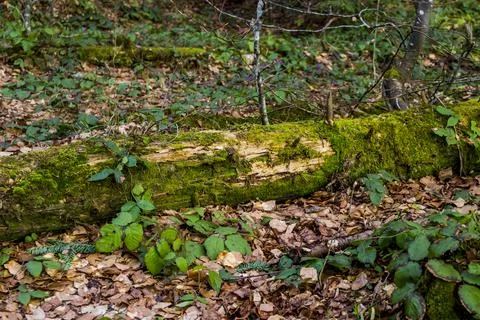 A fallen trunk of spruse tree covered with moss in deep forest Stock Photos