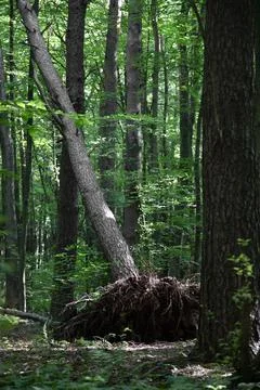 Fallen trunk of a tree with roots in summer forest . Vertical shot Foto stock