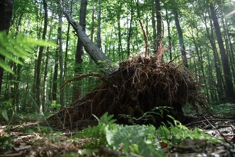 Fallen trunk of a tree with roots in summer forest . Low angle view Stock Photos