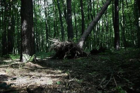 Fallen trunk of a tree with roots in summer forest Stock Photos