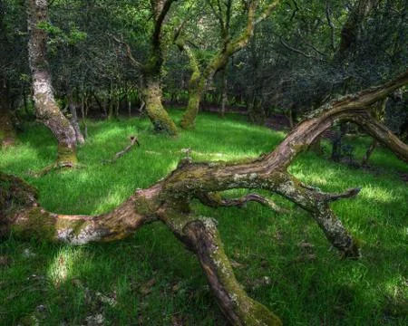 Fallen trunks and old twisted oak trees Stock Photos