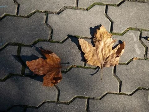 Fallen two yellow leaf on a stone slab in the street Stock Photos