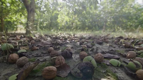 Fallen Walnuts on the Orchard Floor Stock Footage 294187707