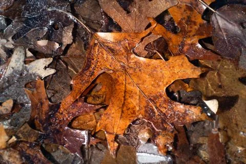 Fallen Warrior Stockfoto's