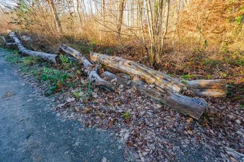 Fallen weathered logs lie on the forest floor beside a gravel path in autum.. Stock Photos