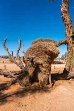 Fallen weaver nest under its tree Stock Photos