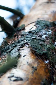 Fallen wet debarked tree in the forest 写真素材
