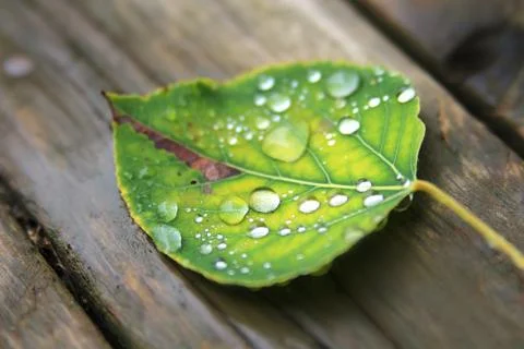 Fallen wet leaf with drops Stock Photos