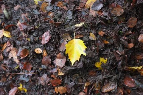 Fallen wet leaves Stock Photos