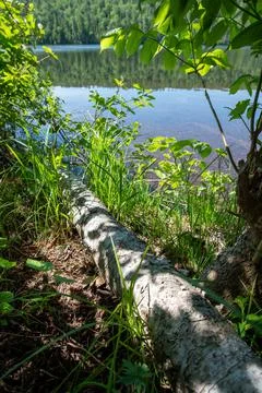 A fallen white birch tree along the shore of Lake Fanny Hooe Stock Photos