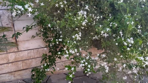 Fallen White Jasmine Flowers Scattered on Stone Pavement Stock Footage 345321802