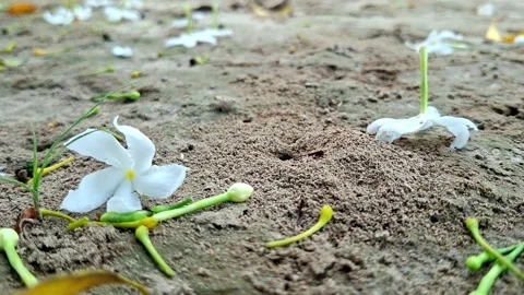 Fallen White Jasmine Petals On Sandy Dirt Ground Stock-Footage 342782843
