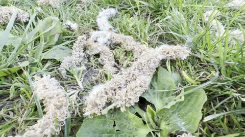 Fallen white willow catkins scattered in grass Stockbeeldmateriaal 334760166