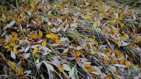 Fallen willow leaves on grass Stock-Footage 117417255