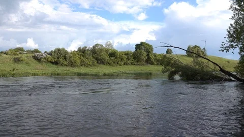 Fallen willow in the river across the stream. Don river, Russia Stock Footage 124668002