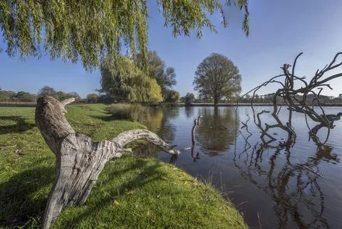 Fallen willow tree branch Stock Photos