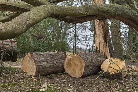 Fallen Winter Storm Damaged Tree Being Cut into Logs in a Forest Clearing Stock Photos