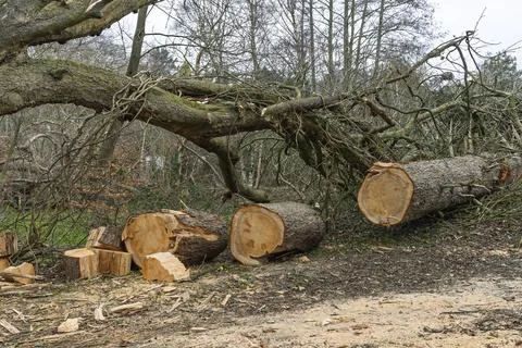 Fallen Winter Storm Damaged Tree Being Cut into Logs in a Forest Woodland Foto stock