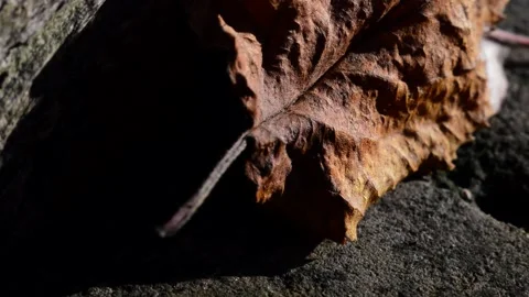 Fallen withered apple leaf Stock Footage 271304646