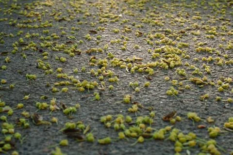 Fallen withered linden flowers on the ground in spring. View from above. Stock-Fotos