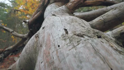 A fallen withered tree with broken branches looks like a rotten snag Stock Footage 143933068